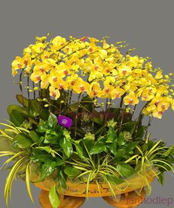 Chậu lan hồ điệp Tết màu vàng 150 cành sang trọng