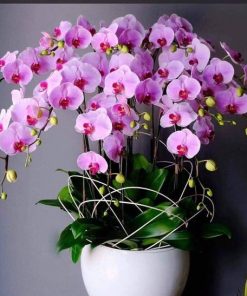 Chậu hoa lan hồ điệp Tết