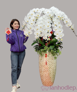 Chậu hoa lan hồ điệp Tết màu trắng 50 cành sang trọng, tươi mới