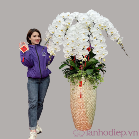 Chậu hoa lan hồ điệp Tết màu trắng 50 cành sang trọng, tươi mới