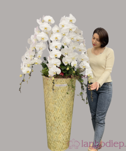 Chậu hoa lan hồ điệp Tết màu trắng nhị vàng 60 cành phát tài, phát lộc
