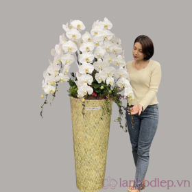 Chậu hoa lan hồ điệp Tết màu trắng nhị vàng 60 cành phát tài, phát lộc