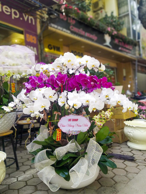 Hoa phong lan hồ điệp mang vẻ đẹp kiêu sa khiến nhiều người yêu thích