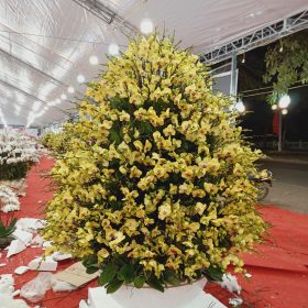 Siêu thị Hoa Lan Hồ Điệp Hà Nội Chậu hoa lan hồ điệp Tết