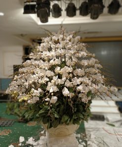 Lan Hồ điệp Màu Trắng Nhị Vàng 120 Cành Chậu Sứ LHD-MT-120-CS-01 Chậu hoa lan hồ điệp Tết