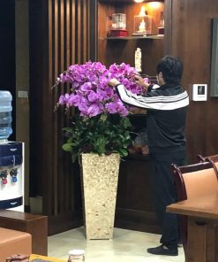 Chậu hoa lan hồ điệp Tết