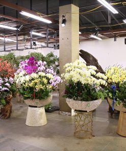 Chậu hoa lan hồ điệp Tết