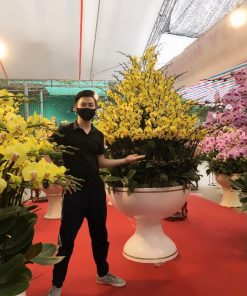 Chậu hoa lan hồ điệp màu vàng 150 cành LHD-MV-150-CC-02 Chậu lan hồ điệp Tết