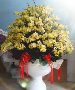 Chậu hoa lan hồ điệp màu vàng 150 cảnh Chậu hoa lan hồ điệp