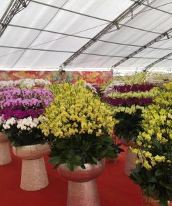 Chậu hoa lan hồ điệp màu vàng 120 cành Chậu hoa lan hồ điệp Tết