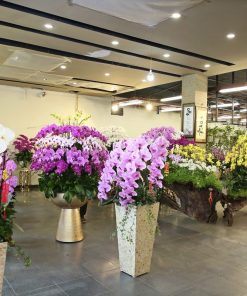 Chậu hoa lan hồ điệp màu hồng 50 cành chau hoa lan ho diep tet 33