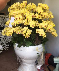 Chậu hoa lan hồ điệp Tết