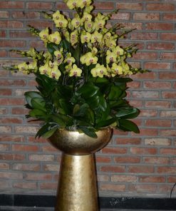 Chậu hoa lan hồ điệp Tết