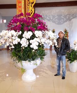 Chậu hoa lan hồ điệp Tết