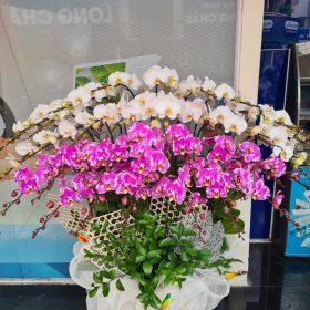 Chậu hoa lan hồ điệp Tết bonsai đa sắc 100 cành tinh tế, sang trọng