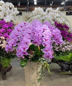 Chậu hoa lan hồ điệp màu hồng 50 cành Chậu hoa lan hồ điệp Tết