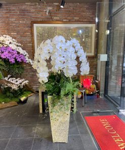 Chậu hoa lan hồ điệp màu trắng 50 cành LHD-MT-50-CS-02-02 chau hoa lan ho diep tet 52