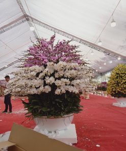 Chậu hoa lan hồ điệp Tết