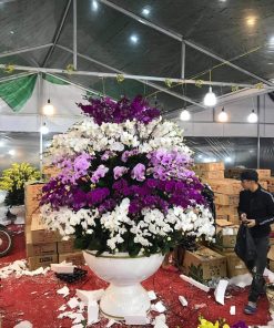 Chậu lan hồ điệp Tết