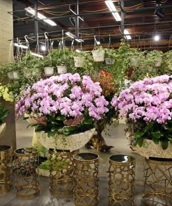 Chậu hoa lan hồ điệp Tết