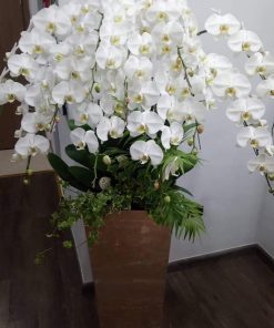 Chậu hoa lan hồ điệp Tết