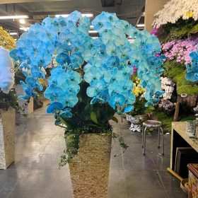 Chậu hoa lan hồ điệp Tết màu xanh dương 50 cành độc đáo, sang trọng