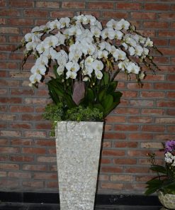 Chậu hoa lan hồ điệp màu trắng 50 cành LHD-MT-50-CS-02-02 Chậu hoa lan hồ điệp Tết