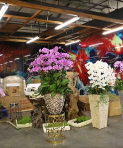 Chậu hoa lan hồ điệp màu hồng 50 cành Chậu hoa lan hồ điệp Tết