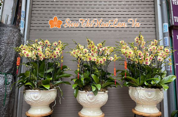 Siêu Thị Hoa Lan cung cấp hoa lan hồ điệp đẹp chất lượng tại Hà Nội