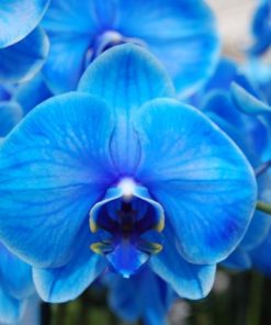 Chậu hoa lan hồ điệp Tết