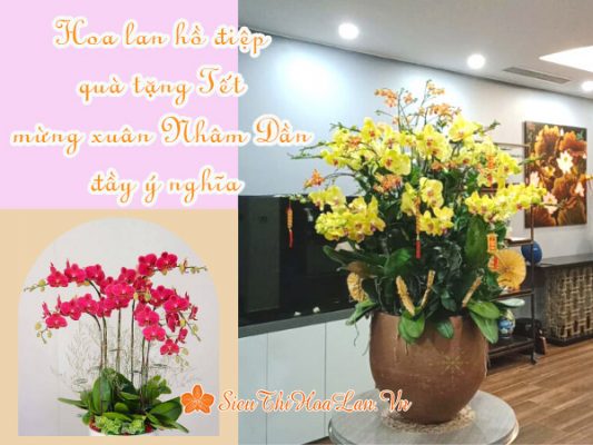 Hoa lan hồ điệp quà tặng Tết mừng xuân Nhâm Dần đầy ý nghĩa Hoa lan hồ điệp trưng Tết đầy ý nghĩa