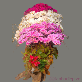 Chậu hoa lan hồ điệp Tết đa sắc 100 cành phát tài, phát lộc