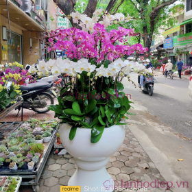 Chậu hoa lan hồ điệp Tết đa sắc 150 cành sang trọng Chậu hoa lan hồ điệp Tết đa sắc 150 cành sang trọng