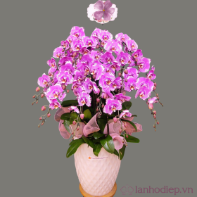 Chậu hoa lan hồ điệp Tết 50 cành màu hồng quà tặng tinh tế
