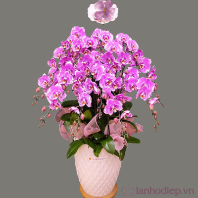 lan ho diep hong 50c