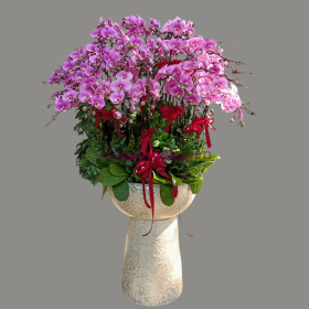 Chậu hoa lan hồ điệp Tết màu hồng 70 cành an khang, thinh vượng