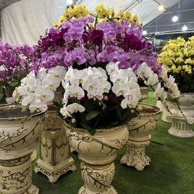 Chậu lan hồ điệp Tết đa sắc 130 cành sang trọng