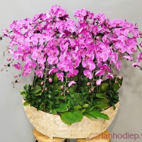 Chậu hoa lan hồ điệp Tết màu tím 100 cành may mắn, thịnh vượng