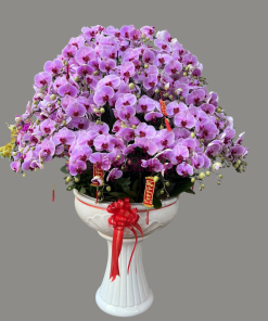 Chậu hoa lan hồ điệp Tết màu tím 130 cành may mắn, thịnh vượng