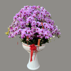 Chậu hoa lan hồ điệp Tết màu tím 130 cành may mắn, thịnh vượng