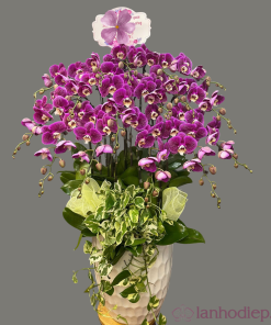 Chậu hoa lan hồ điệp Tết màu tím 150 cành sang trọng