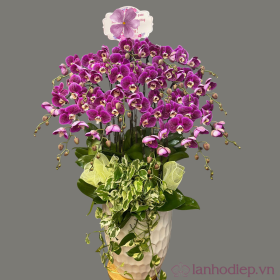 Chậu hoa lan hồ điệp Tết màu tím 150 cành sang trọng Chậu hoa lan hồ điệp Tết màu tím 150 cành sang trọng