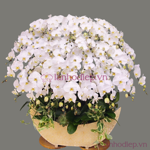 lan ho diep trang 100c