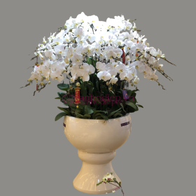 Chậu hoa lan hồ điệp Tết màu trắng 90 cành sang trọng, tinh tế Chậu hoa lan hồ điệp Tết màu trắng 90 cành sang trọng, tinh tế