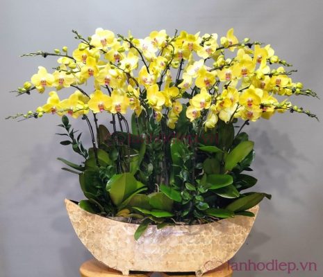 lan ho diep vang 100c