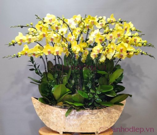 lan ho diep vang 100c