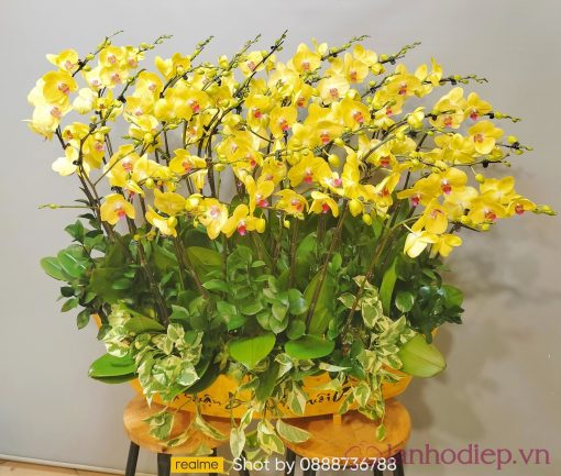 lan ho diep vang 70c