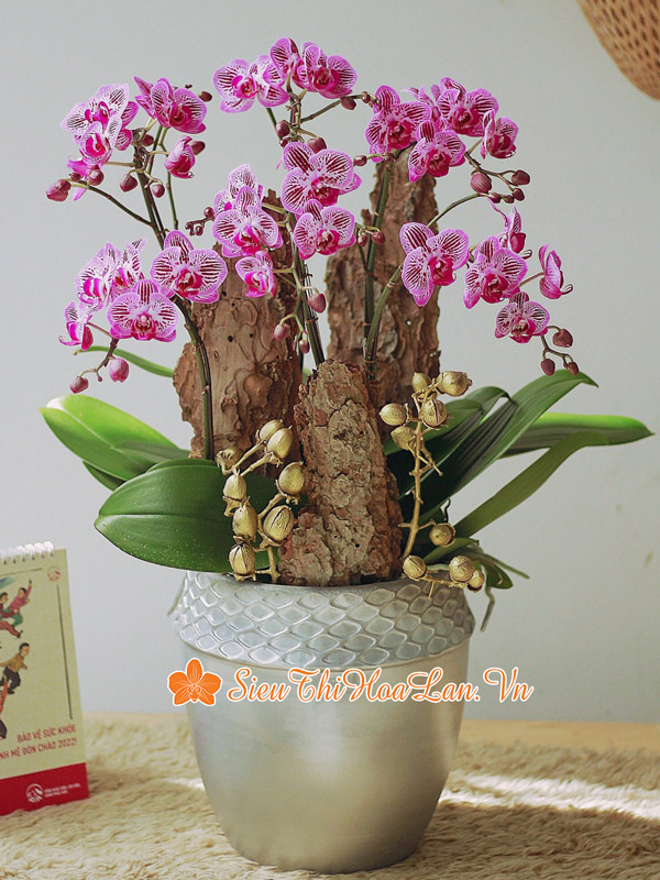 Siêu Thị Hoa Lan cung cấp những mẫu hoa lan chúc mừng quốc tế phụ nữ đẹp