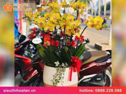 Hoa lan hồ điệp vàng hoàng hậu: ý nghĩa & cách chọn hoa lan ho diep vang hoang hau 3