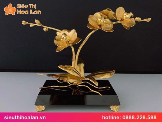 Chậu lan hồ điệp dát vàng: phú quý & may mắn chau lan ho diep dat vang 1